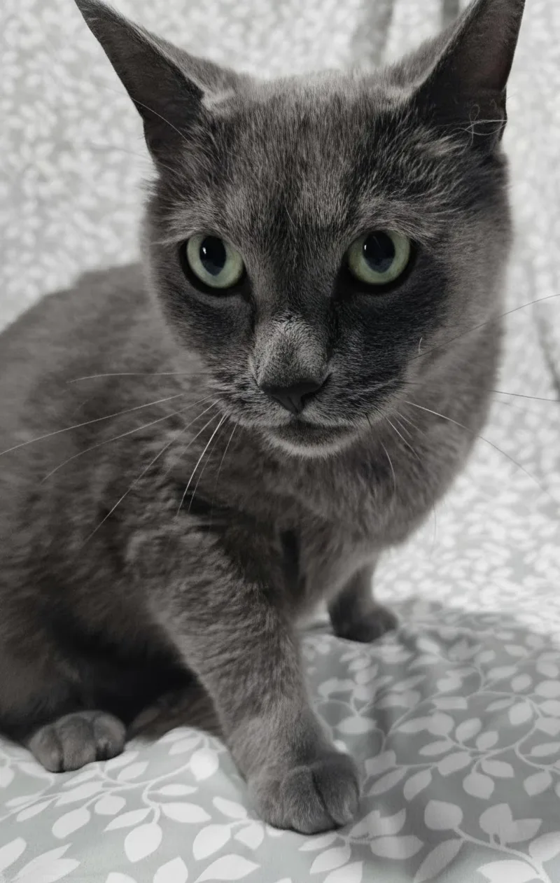 An adult large-sized male Gray / Blue / Silver Domestic Short Hair cat named Sydney for adoption in Saint Paul, MN