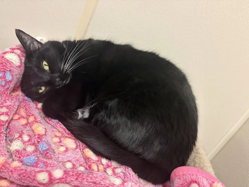 An adult medium-sized female Black & White / Tuxedo Domestic Short Hair cat named Jesse for adoption in Brick, NJ