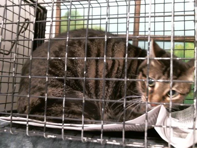 An adult medium-sized female Domestic Short Hair cat named Fiona for adoption in Houston, TX