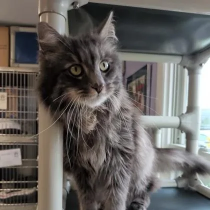 An adult medium-sized male Ragamuffin cat named Rocket for adoption in Bridgewater, NJ