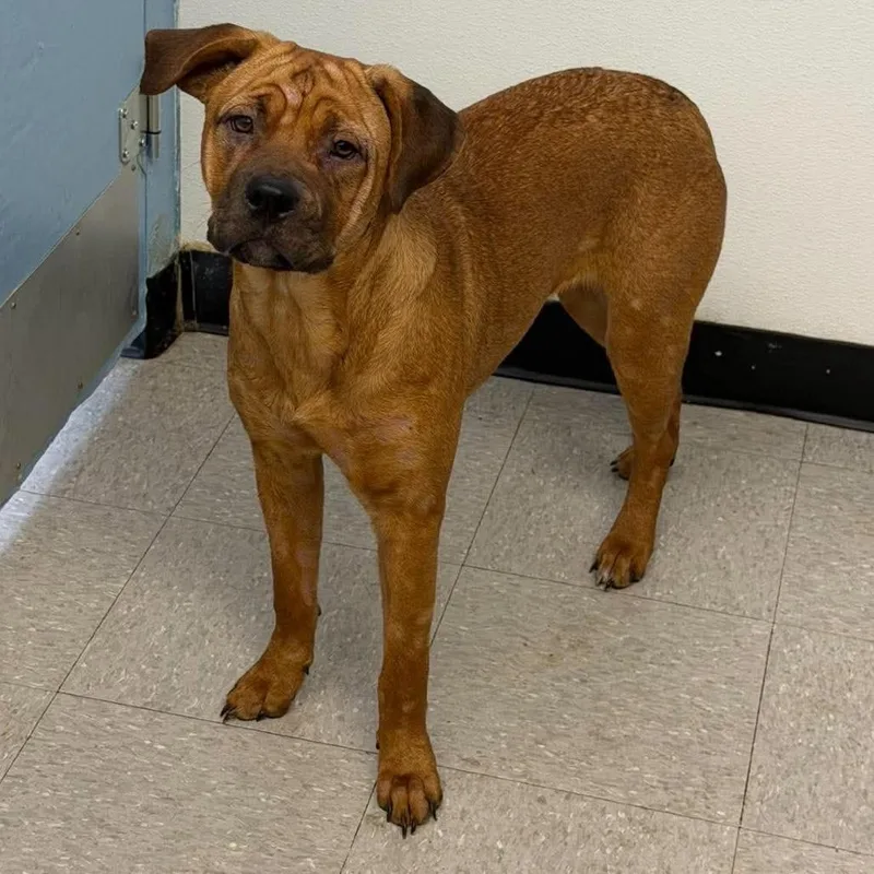 An adult medium-sized female Yellow / Tan / Blond / Fawn Mastiff dog named Athena for adoption in Bastrop, TX