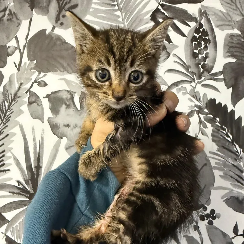 A baby small-sized male Gray / Blue / Silver Domestic Short Hair cat named Sparkie for adoption in Wahiawa, HI