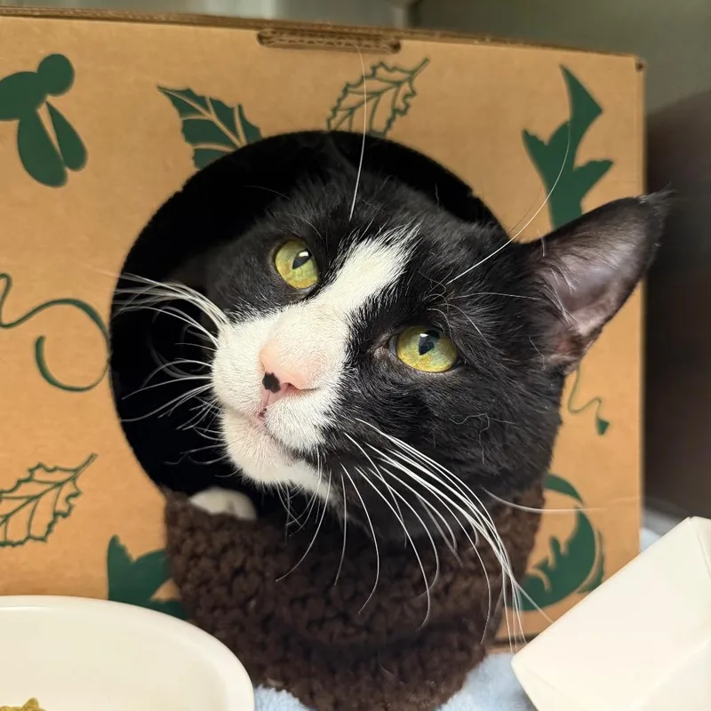 A senior large-sized male Black Domestic Short Hair cat named Mackie for adoption in Fairport, NY