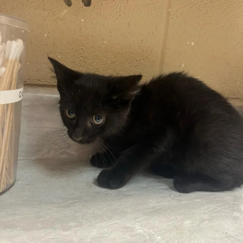 A baby small-sized male Black Domestic Short Hair cat named Ink for adoption in Lewisburg, WV