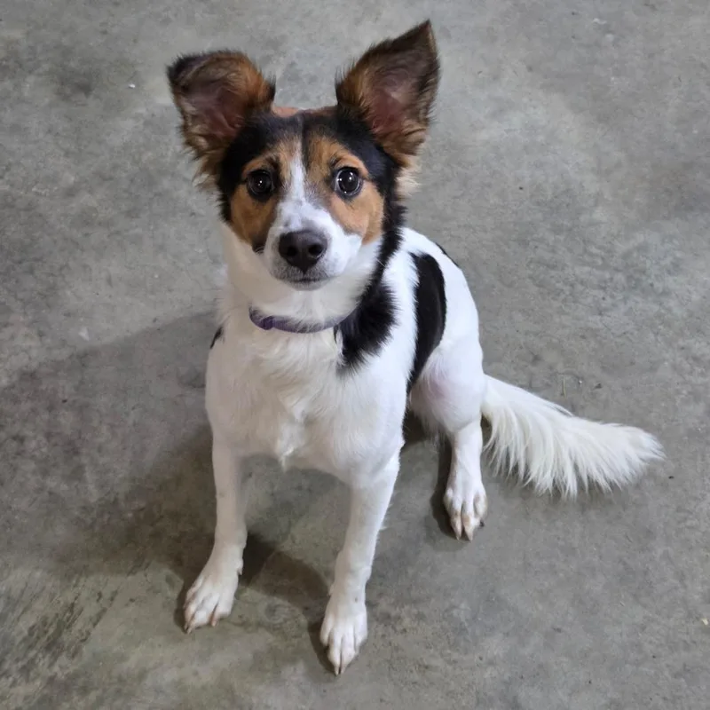 A young small-sized male White / Cream Papillon dog named Rio for adoption in Breese, IL