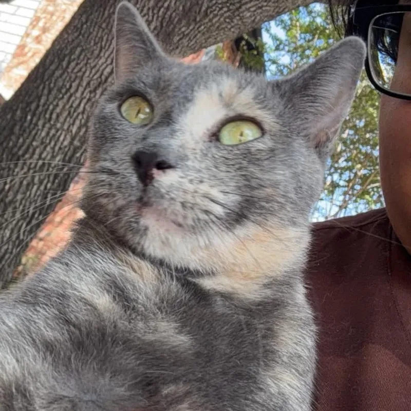 A baby medium-sized female Dilute Tortoiseshell cat named Penelope for adoption in Pottsboro, TX