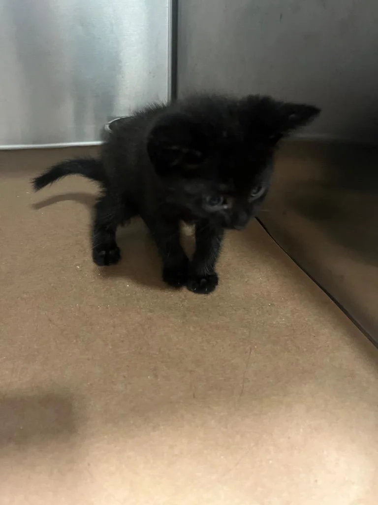 A baby small-sized female Domestic Short Hair cat named Missy for adoption in Cartersville , GA