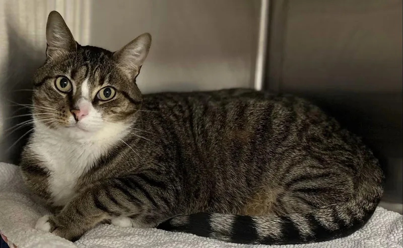 An adult medium-sized male Domestic Short Hair cat named Oliver for adoption in Whitehall, PA