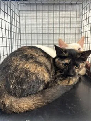 A young medium-sized female Domestic Short Hair cat named Suri for adoption in Port Allen, LA