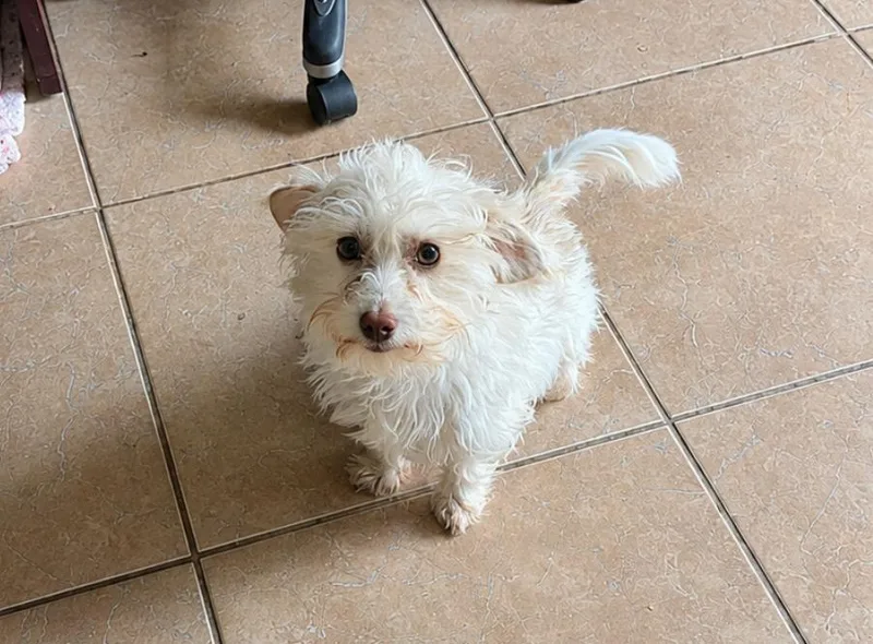 A young small-sized male Maltese dog named Dash in TX for adoption in Cranston, RI