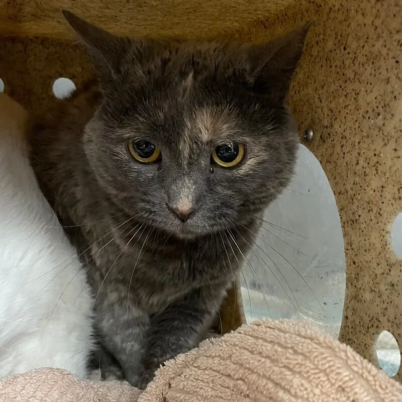 An adult medium-sized female Domestic Short Hair cat named Ember for adoption in Roanoke, VA