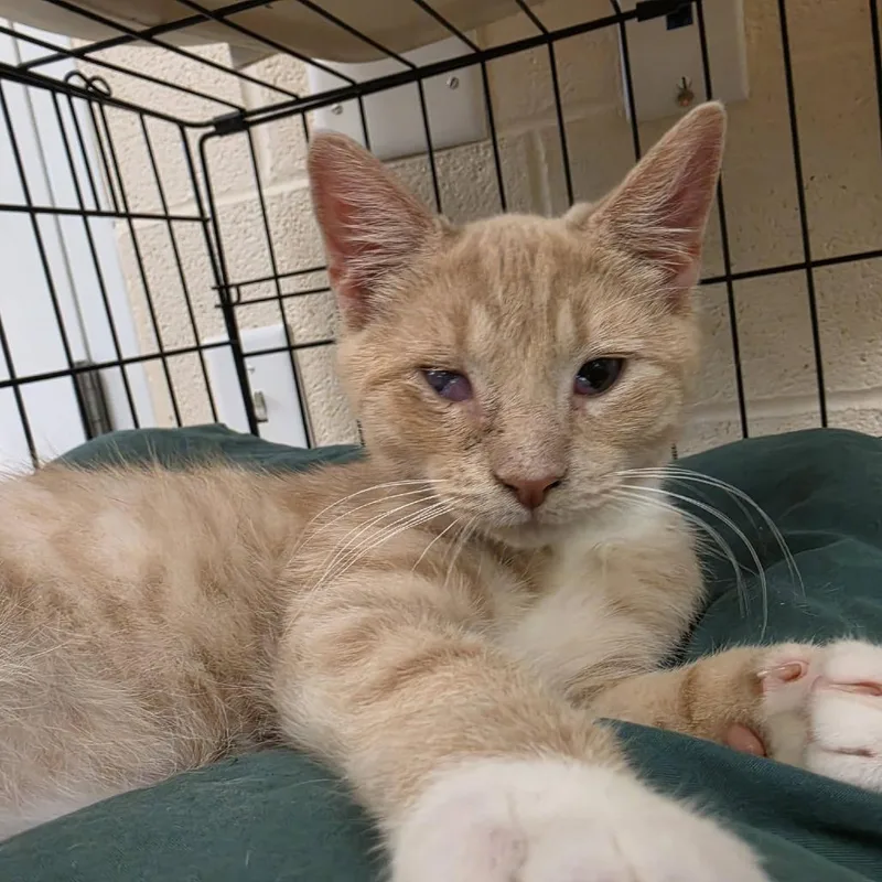 A baby small-sized male Buff / Tan / Fawn Domestic Short Hair cat named Jupiter for adoption in Waynesboro, PA
