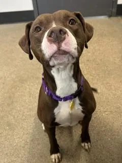A young medium-sized female Brown / Chocolate Pit Bull Terrier dog named Catalina for adoption in Cleveland, OH