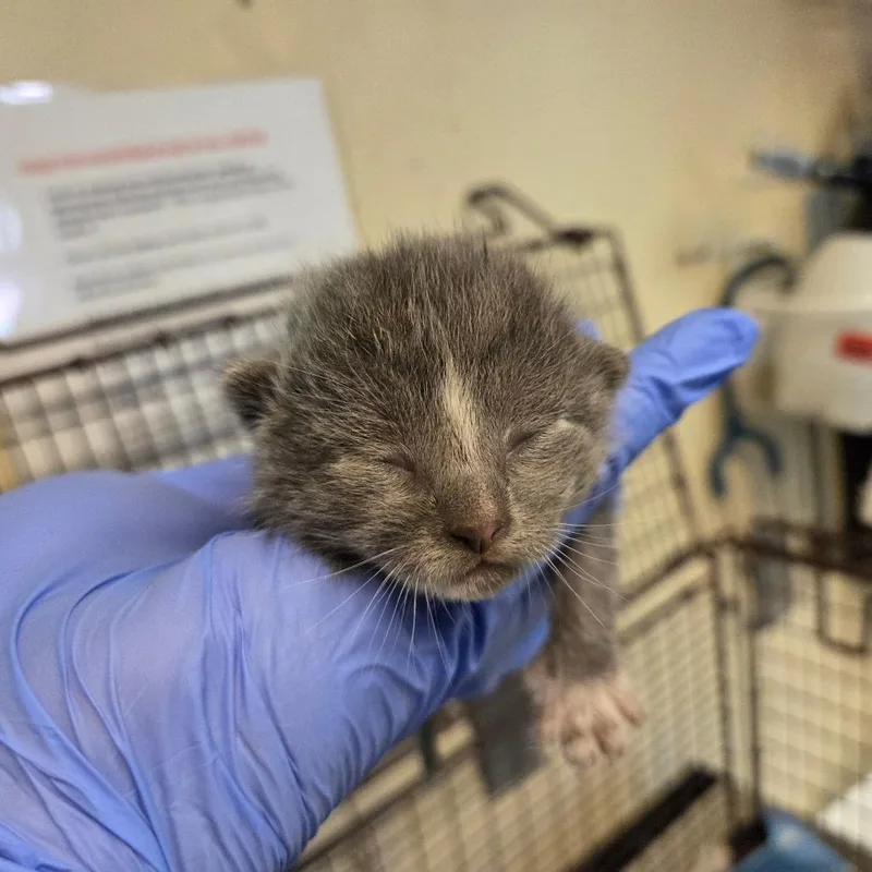 A baby small-sized male Gray / Blue / Silver Domestic Short Hair cat named Wally for adoption in Pasadena, CA