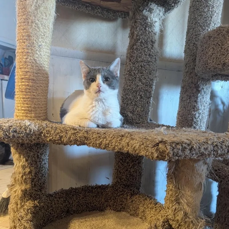 An adult medium-sized female Gray / Blue / Silver Domestic Short Hair cat named Indio for adoption in Kanab, UT