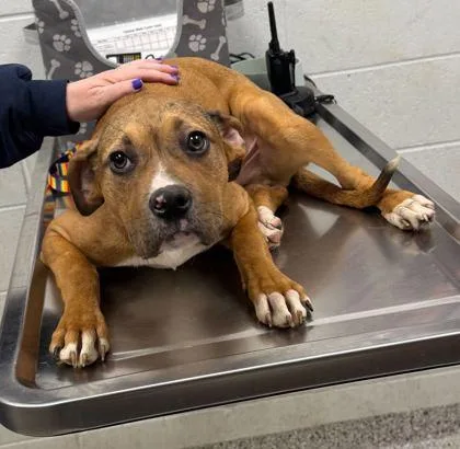 A baby medium-sized male Brown / Chocolate Mixed Breed dog named Topi for adoption in Kansas City, MO