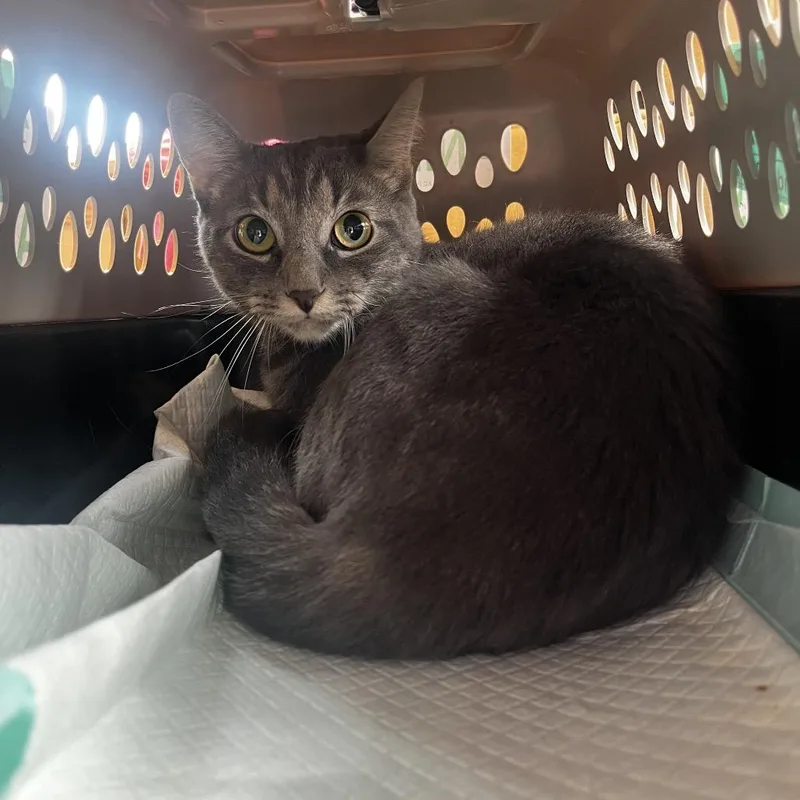 A young small-sized female Gray / Blue / Silver Domestic Short Hair cat named Ocean for adoption in Pasadena , MD