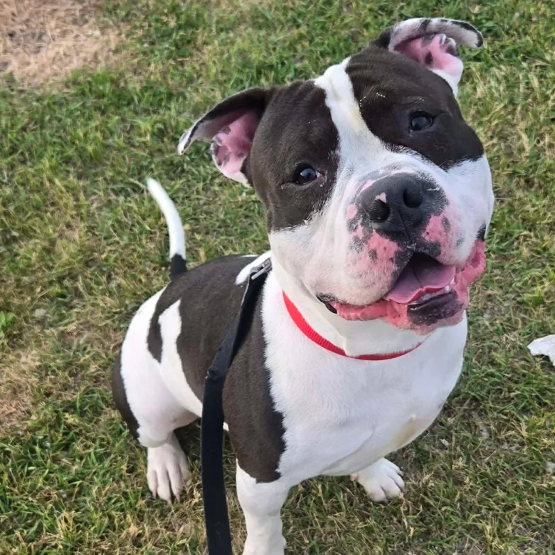 A young large-sized male Pit Bull Terrier dog named Dylan Ray for adoption in Racine, WI