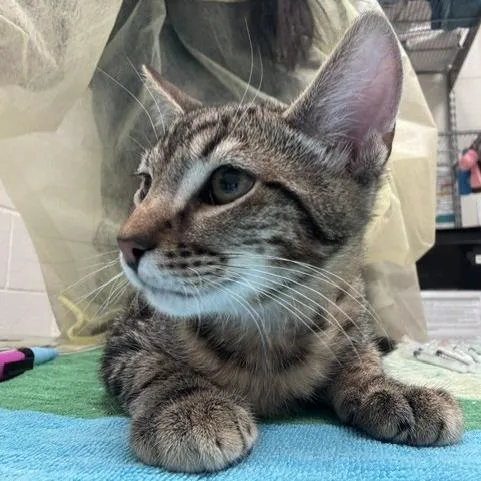 A baby small-sized male Brown / Chocolate Domestic Short Hair cat named Buddy for adoption in Murray, UT