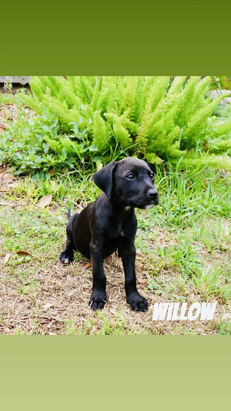 Willow  Tx thumbnail 2