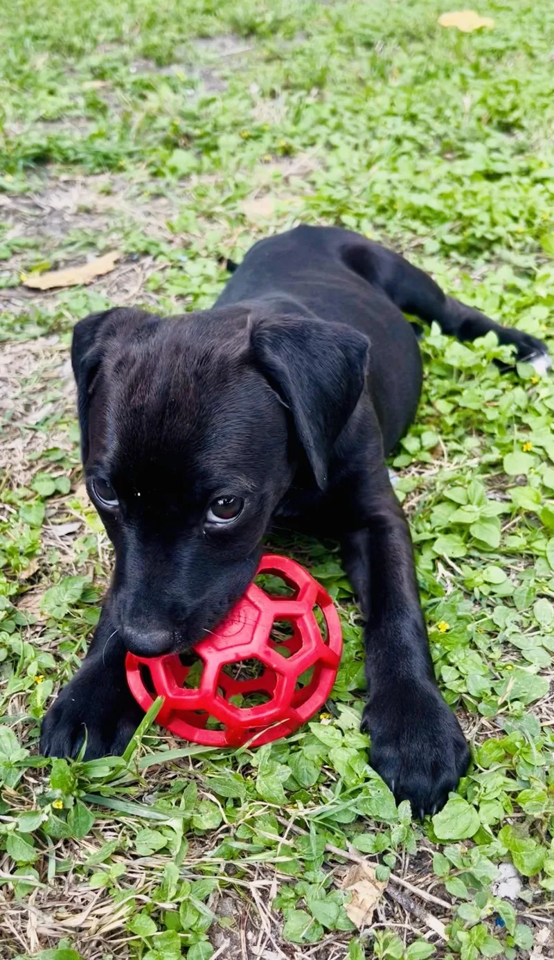 Willow  Tx thumbnail 3