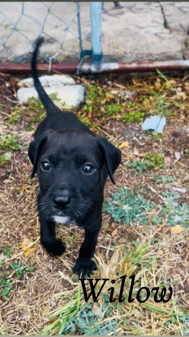 Willow  Tx thumbnail 4