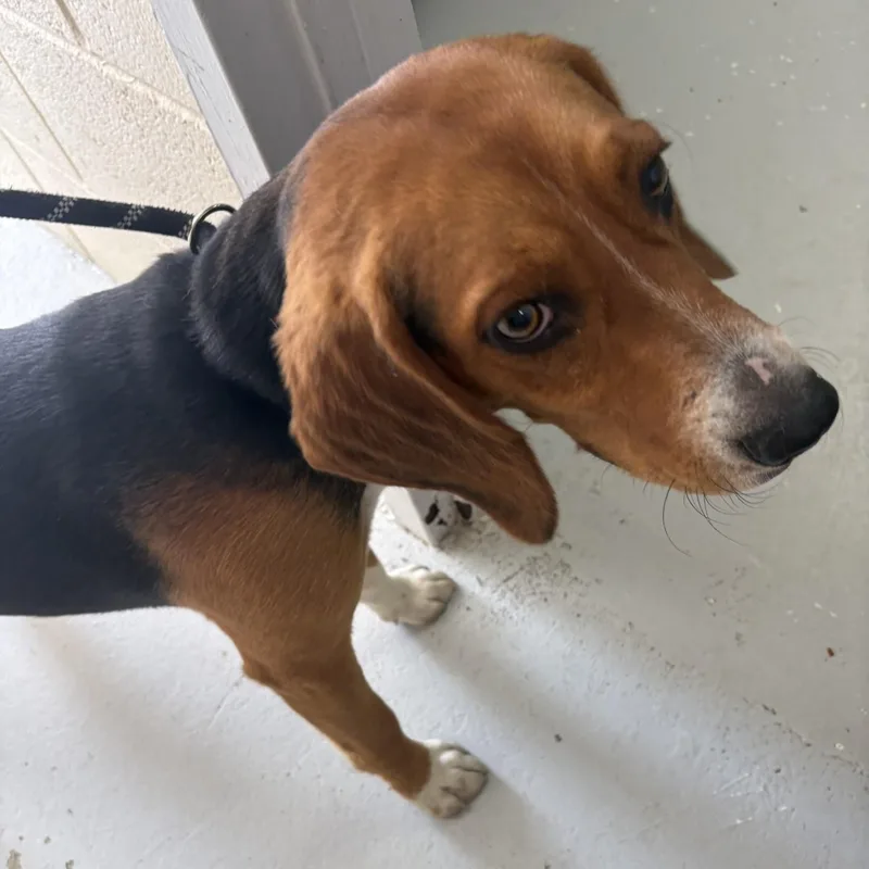 Chester