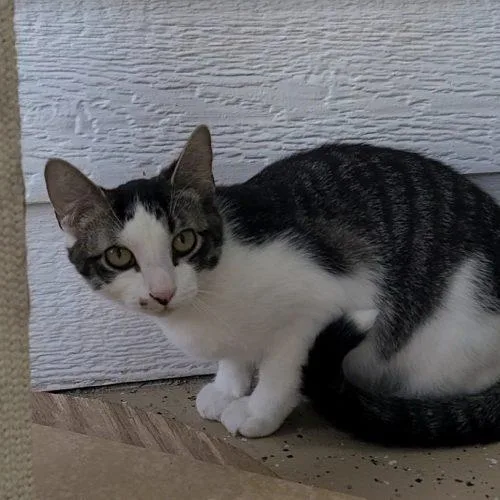 A baby medium-sized male Tabby (Gray / Blue / Silver) Domestic Short Hair cat named Trico for adoption in Elizabeth, IL