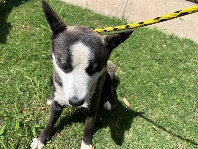 A young medium-sized female Siberian Husky dog named Arrow for adoption in Garland, TX