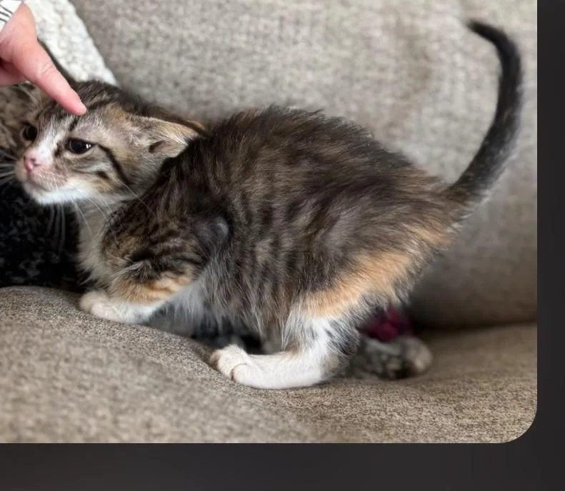 A baby small-sized female Gray & White Domestic Medium Hair cat named Waffles for adoption in Thatcher, AZ
