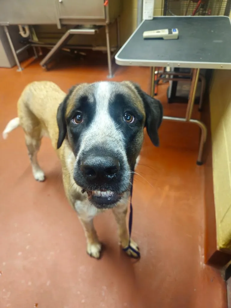 A young large-sized male Mixed Breed dog named Kojo for adoption in Douglasville, GA