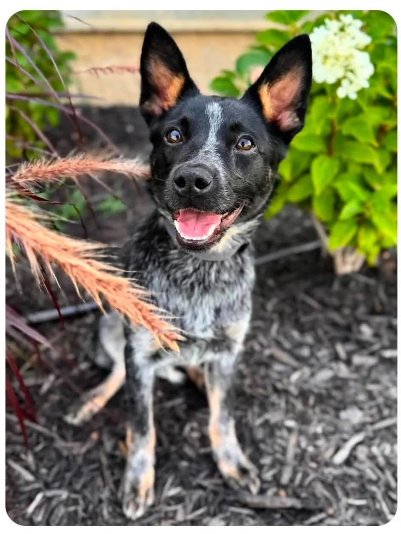 A young medium-sized female Australian Cattle Dog / Blue Heeler dog named Ladybug for adoption in Richmond, KY