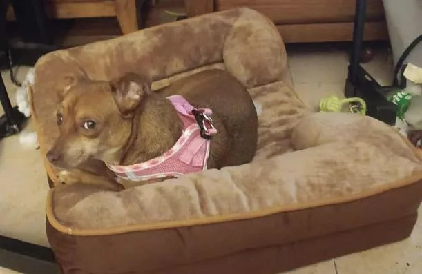 Alice Rose thumbnail 2