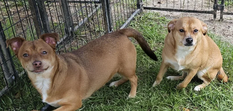 Alice Rose thumbnail 3