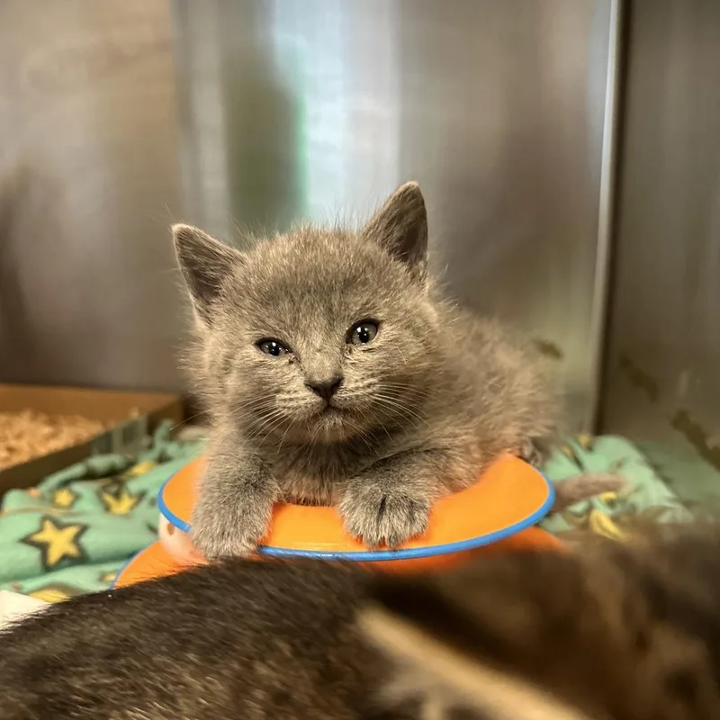 A baby small-sized female Gray / Blue / Silver Domestic Short Hair cat named Cherry Pie for adoption in Los Angeles, CA