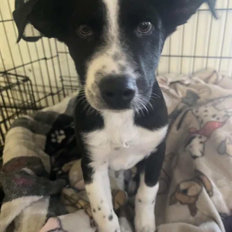 Jeremiah thumbnail 2