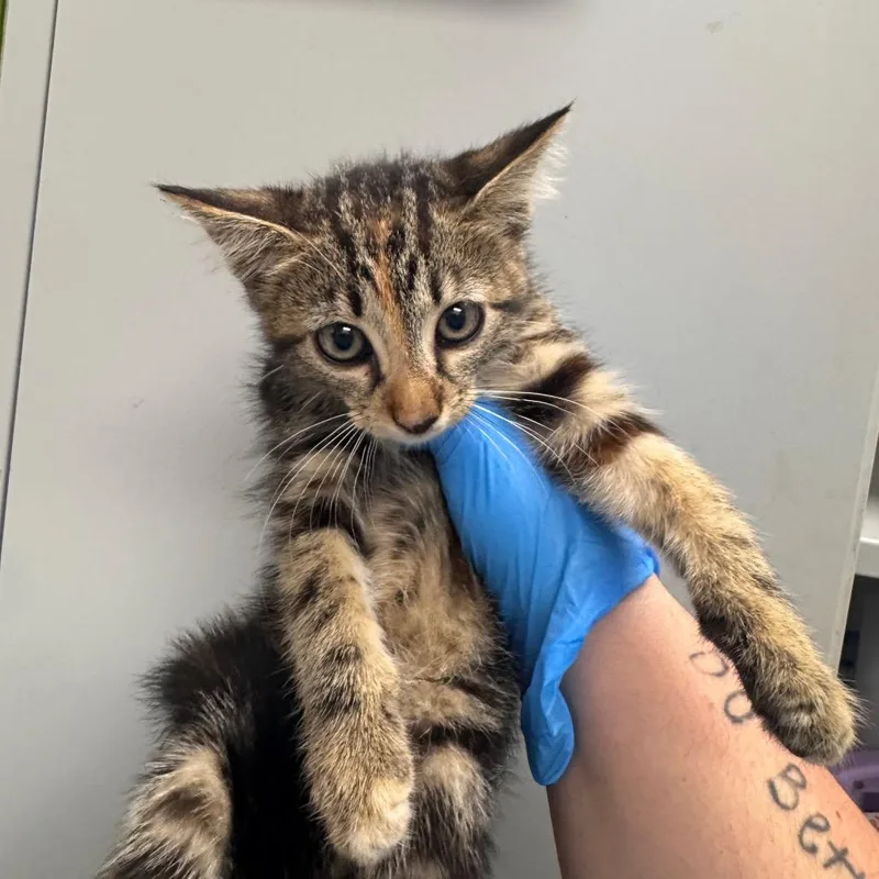 A baby small-sized female Black Domestic Short Hair cat named Hinge for adoption in Columbiana, AL