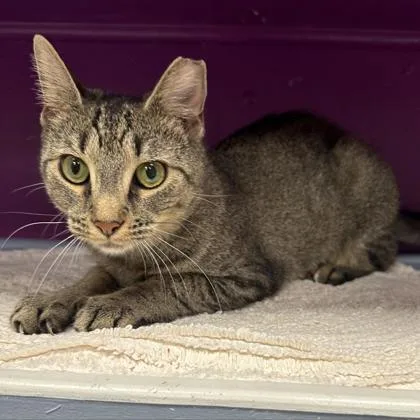 An adult small-sized female Domestic Short Hair cat named Cass for adoption in West Chester, PA