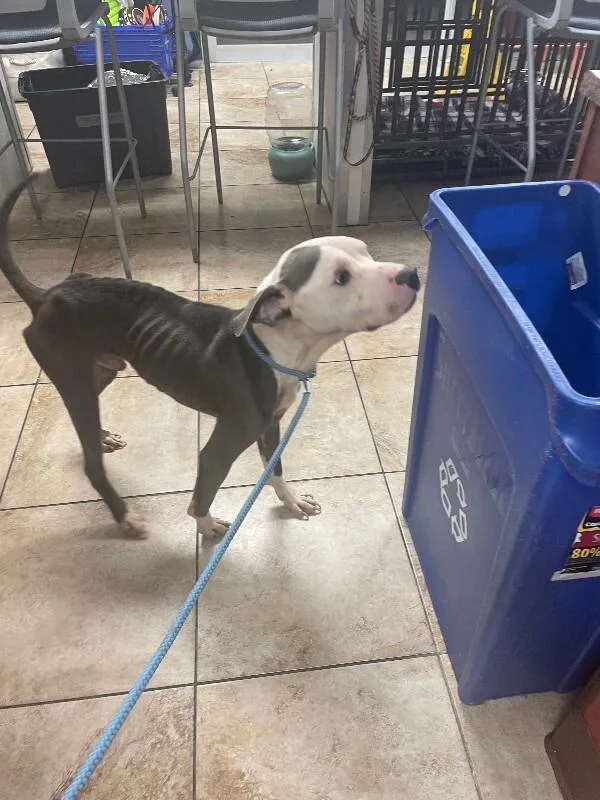 An adult medium-sized male Mixed Breed dog named Blue for adoption in Cincinnati, OH