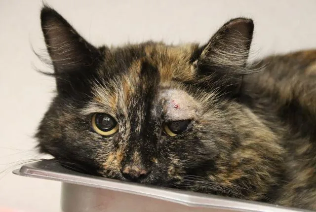 A young small-sized female Domestic Long Hair cat named Mirabella for adoption in Tucson, AZ