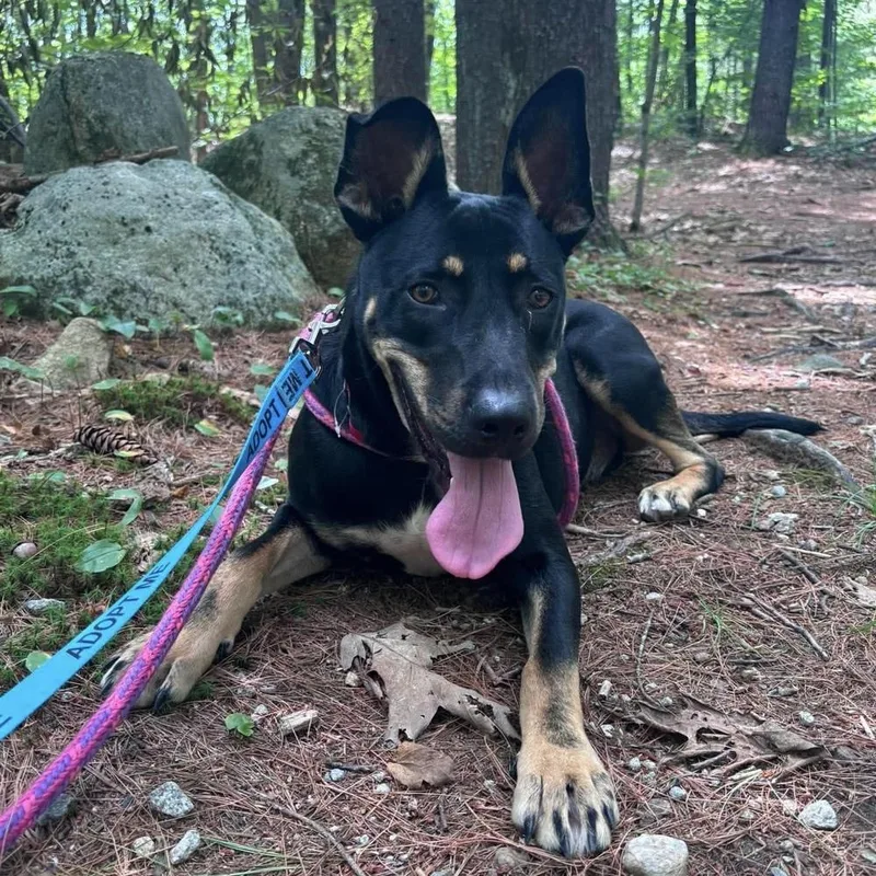An adult large-sized male Mixed Breed dog named Ash for adoption in Groveland, MA