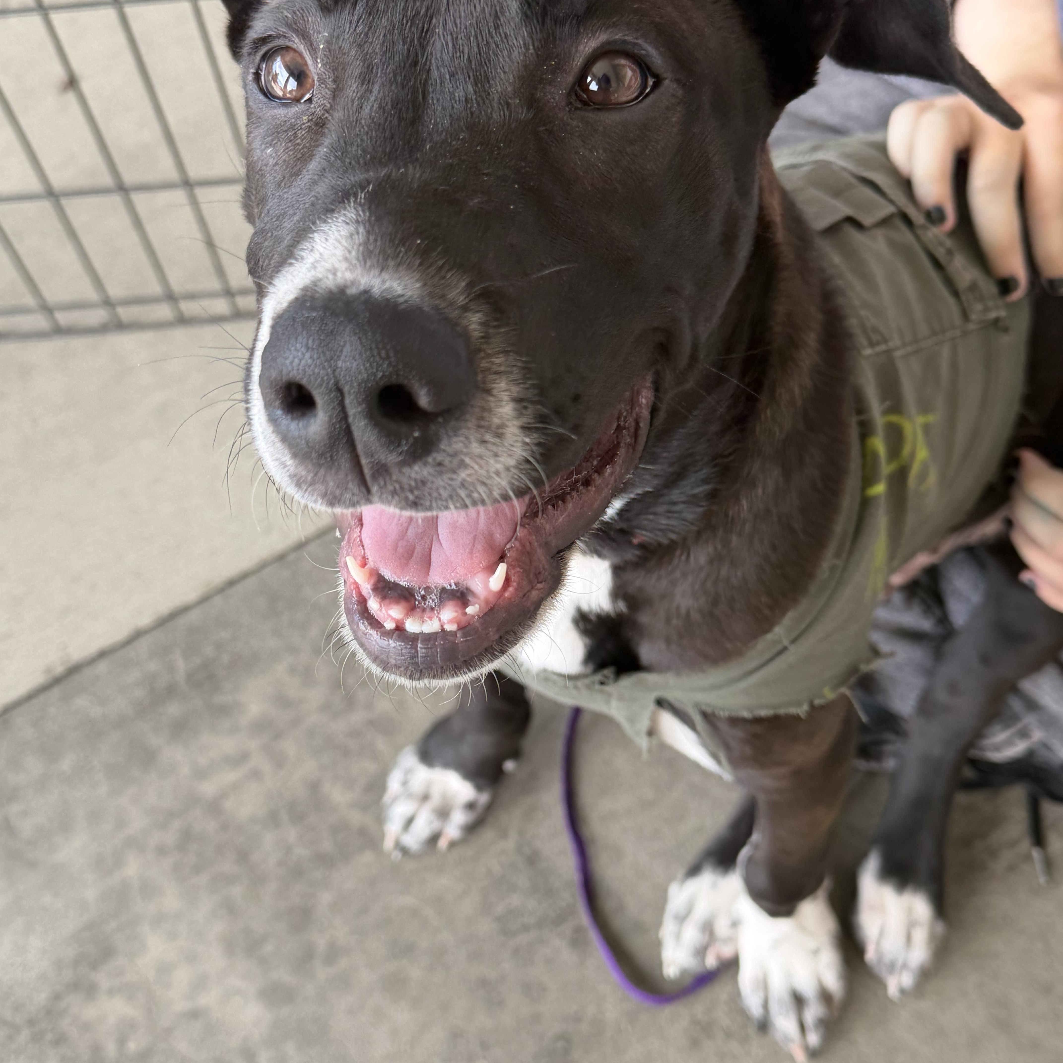 A baby medium-sized male Black Cattle Dog dog named Shiloh for adoption in Petaluma, CA