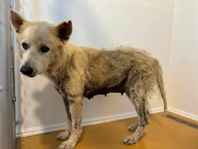 A senior large-sized female Siberian Husky dog named Olive for adoption in San Bernardino, CA
