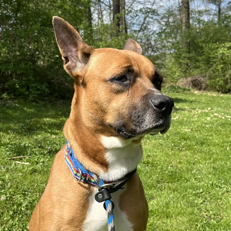 An adult large-sized female Yellow / Tan / Blond / Fawn Pit Bull Terrier dog named Bella for adoption in Birdsboro, PA