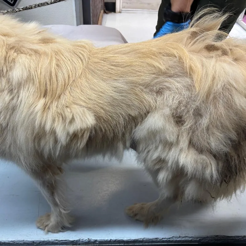 A young large-sized female White / Cream Great Pyrenees dog named Yankees for adoption in Springtown, TX