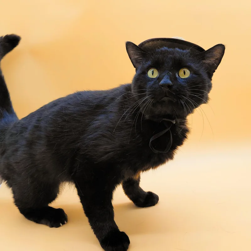 An adult medium-sized male Black Domestic Long Hair cat named Ramesses Ii for adoption in Springfield, MO