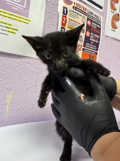 A baby small-sized female Domestic Short Hair cat named 61786817 for adoption in El Paso, TX