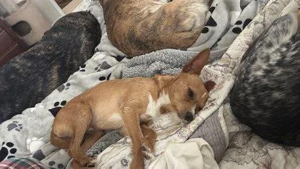 An adult small-sized male Chihuahua dog named Lysander for adoption in Fort Worth, TX