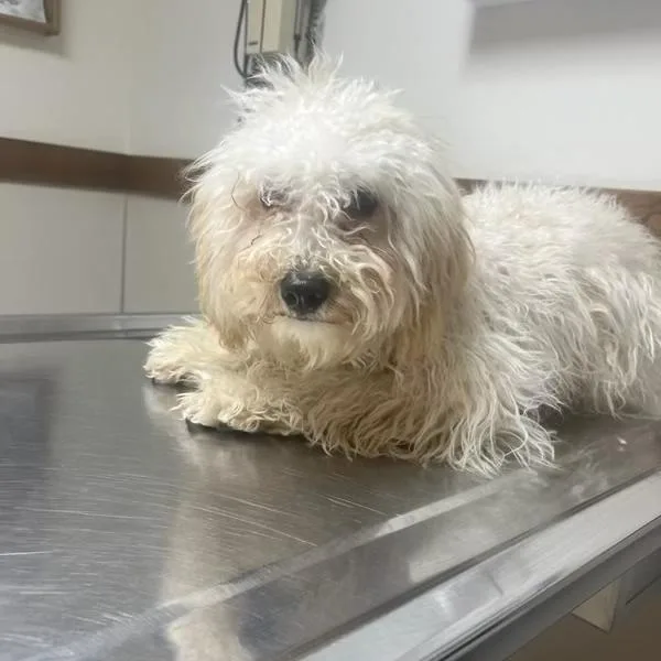 A young small-sized male White / Cream Mixed Breed dog named Wicho for adoption in Bristol, IN