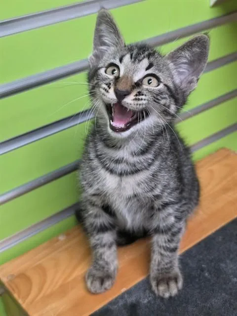 A baby small-sized male Domestic Short Hair cat named Curtis for adoption in Saint Peters, MO